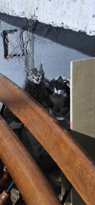 Котёнок, мальчик и девочка