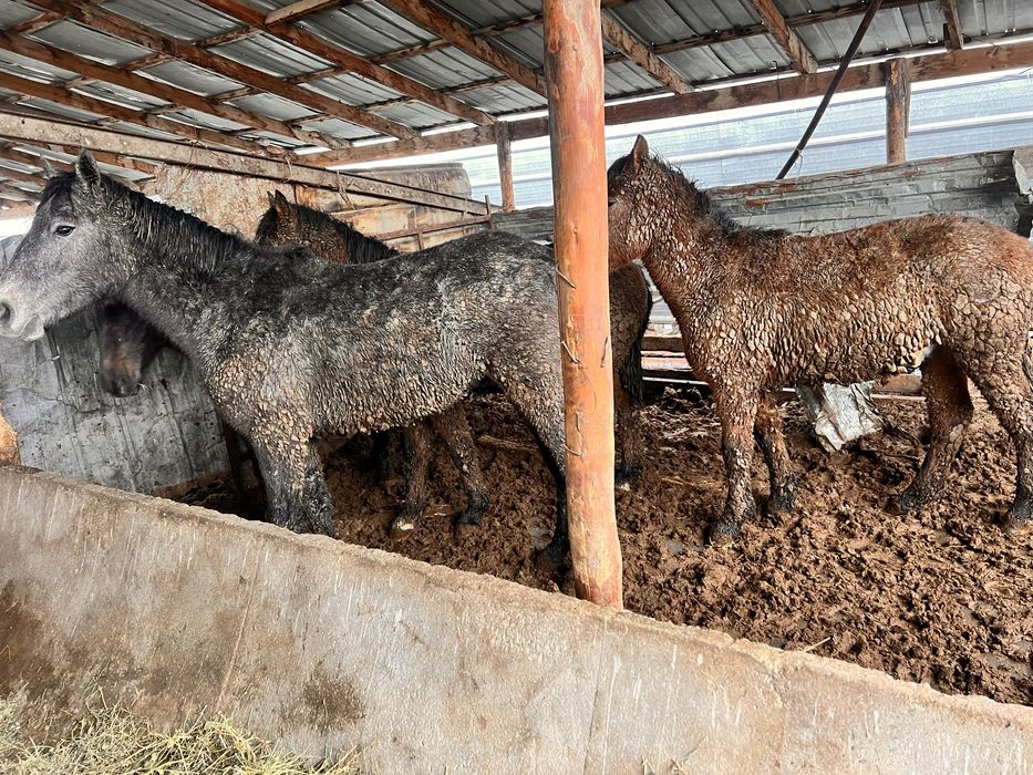 Соғым. Жылкы. Жас мал
