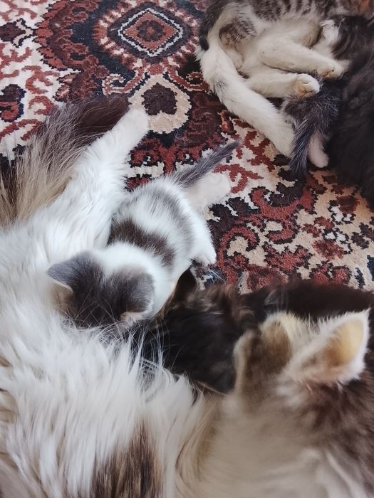 Котята в хорошие руки