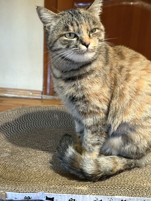 Кошечка в добрые руки