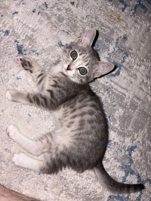 Отдам котёнка в добрые руки