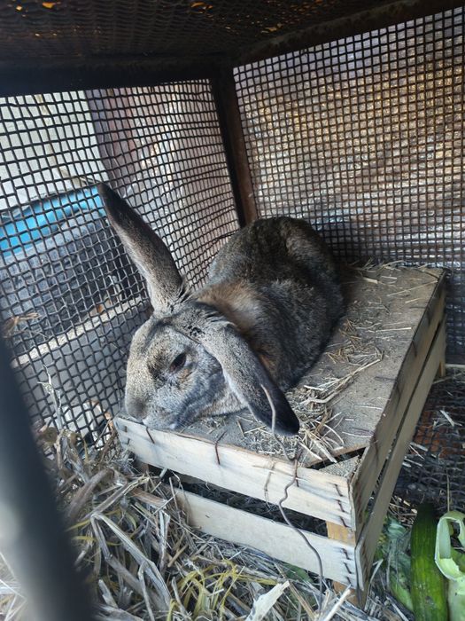 Продам Крольчат всего по 5000тг