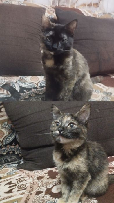 Отдаем двух кошечек