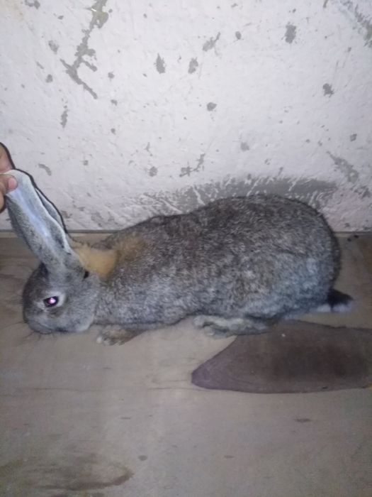 Quyon sotiladi pol velikan