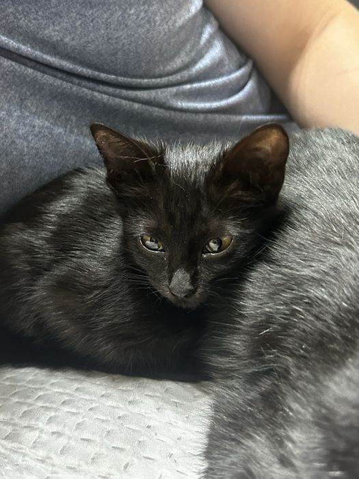 Котенок в добрые руки