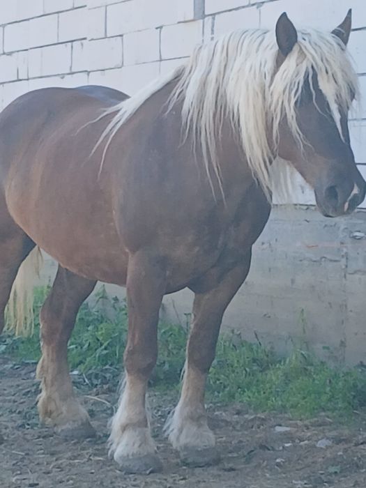 Vand iapă de 4 ani.