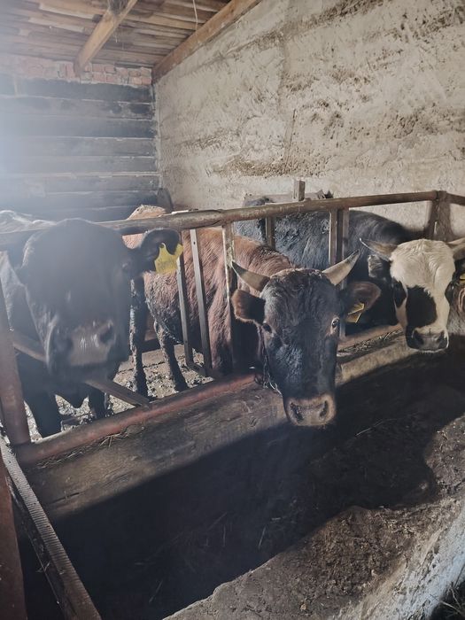 Продам бычков с откорма