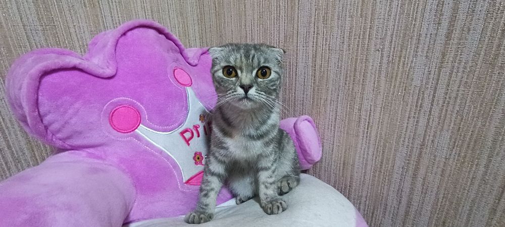 Шотландский вислоухий котёнок (Scottish Fold)
