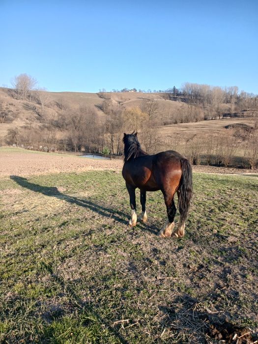 Vand manz de 1 an jumatate