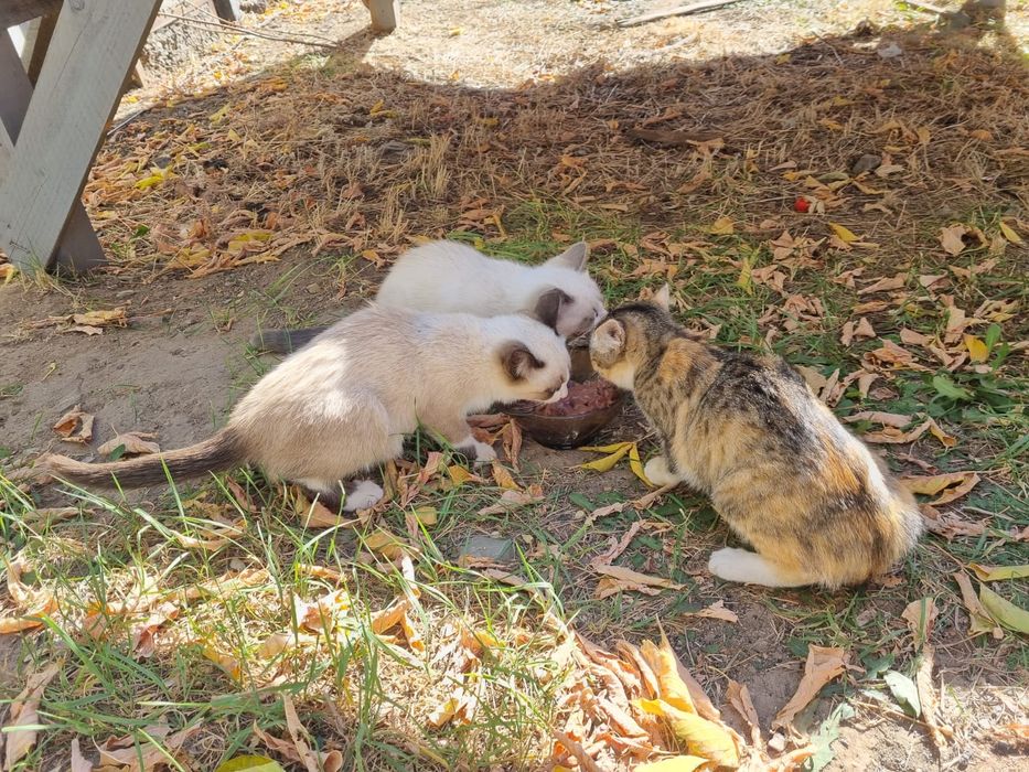Кошечки ищут дом.
