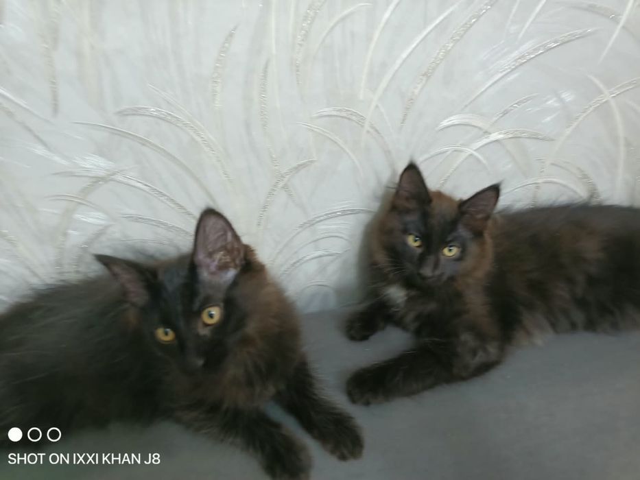 Отдам котят бесплатно