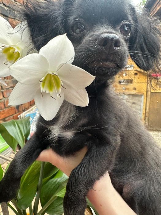 Щеночки чихухуа и папильон