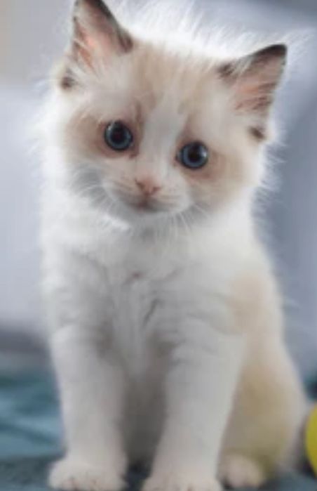 Ragdoll fetita 1000 lei