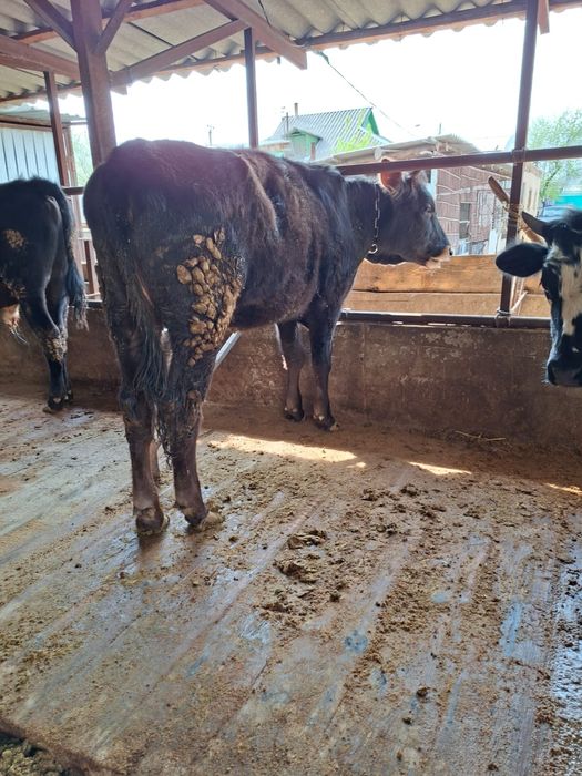 Телка год и 2 месяца