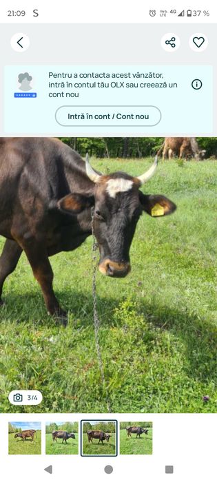 vând vaca prima fatare