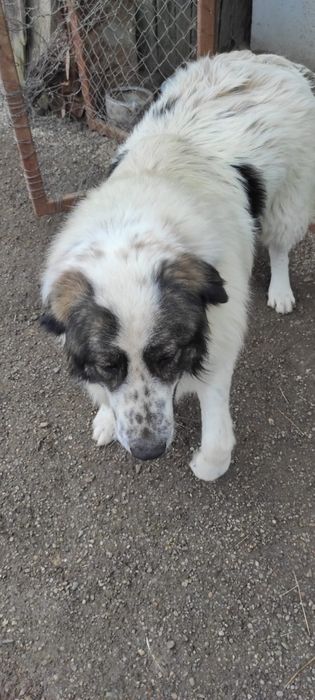 Ciobănesc de Bucovina