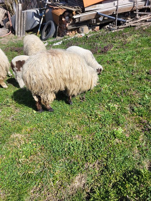 Van mioara cu mieluta