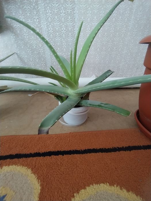 Лечебный цветок Алоэ