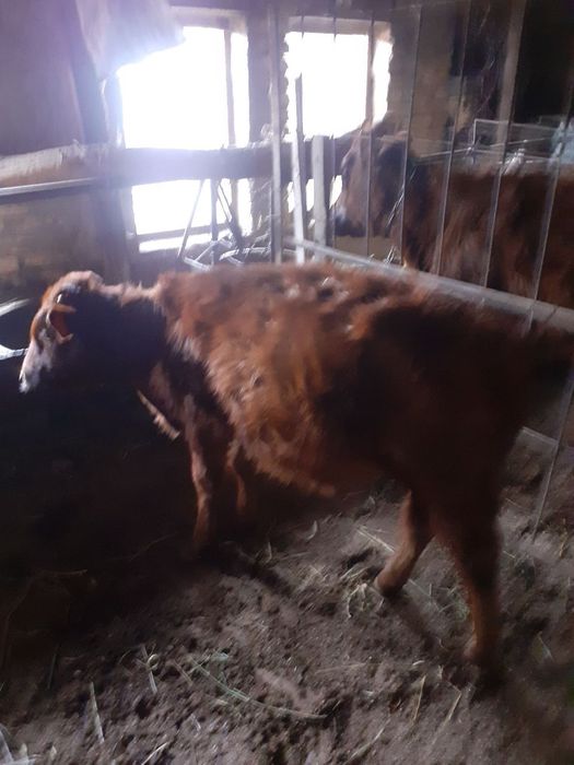 Kelishilgan xolda sotiladi