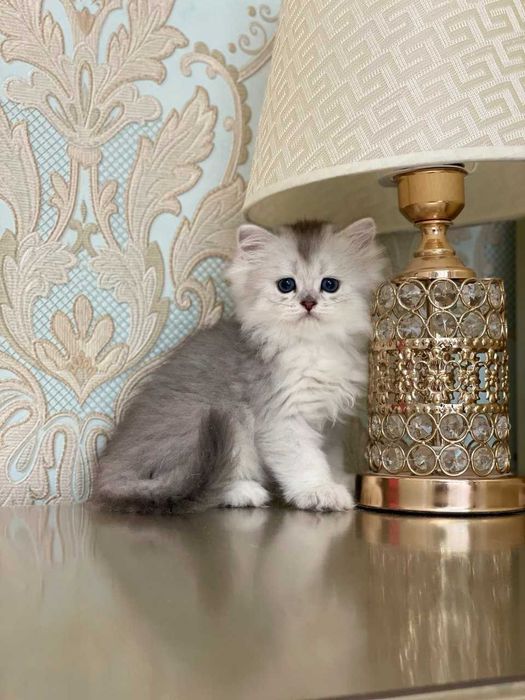 Toza zotli mushuklar sotiladi. Продаются чистокровные котята