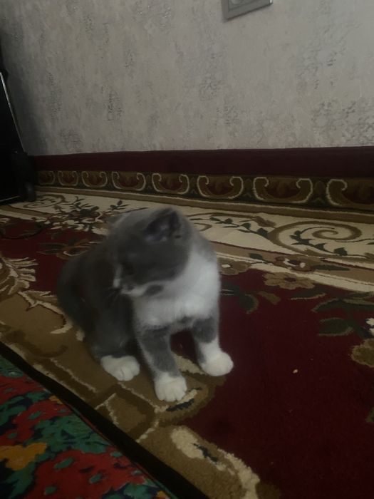 3 ойлик шотланд сотилади киз бола