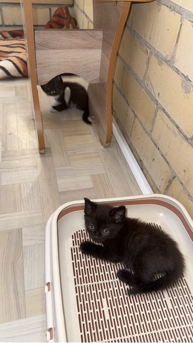 Отдам котят в добрые руки