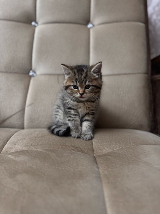 Шотланска девчока продается срочно