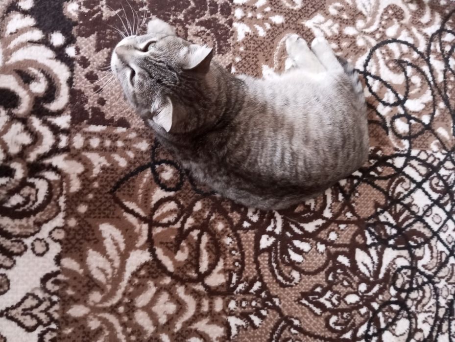 кот кастрированый