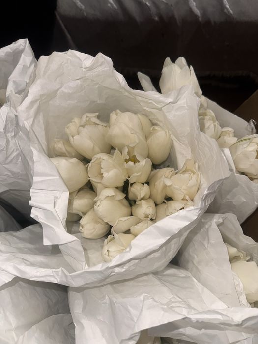 Тюльпаны Средний и крупный Опт