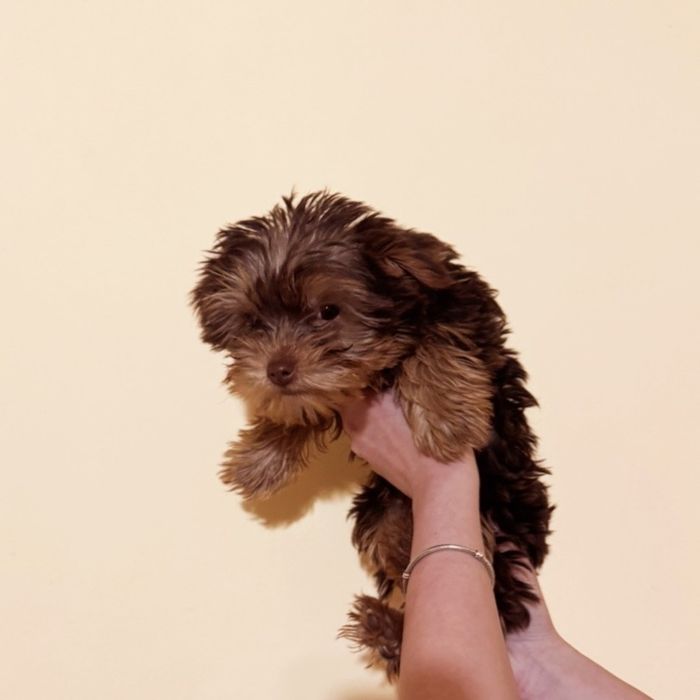 Йоркширски териер(женски)