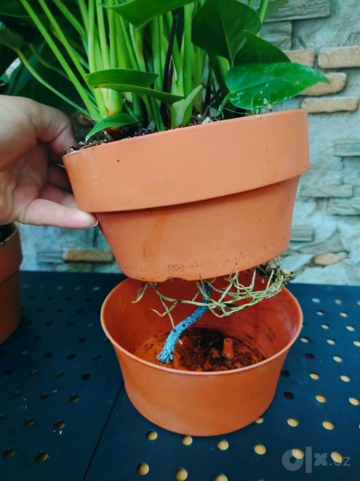 Антуриум Андре (Anthurium andraeanum) розовый сорт.
