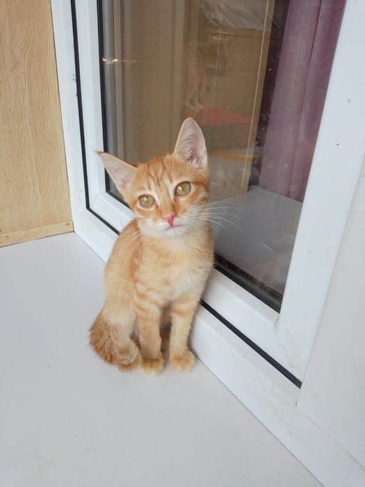 Котята ищут добрый дом