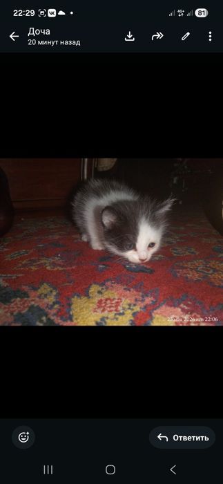 Котики в хорошие руки