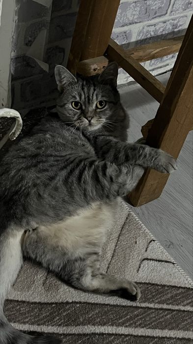 Отдам кошку в хорошие руки