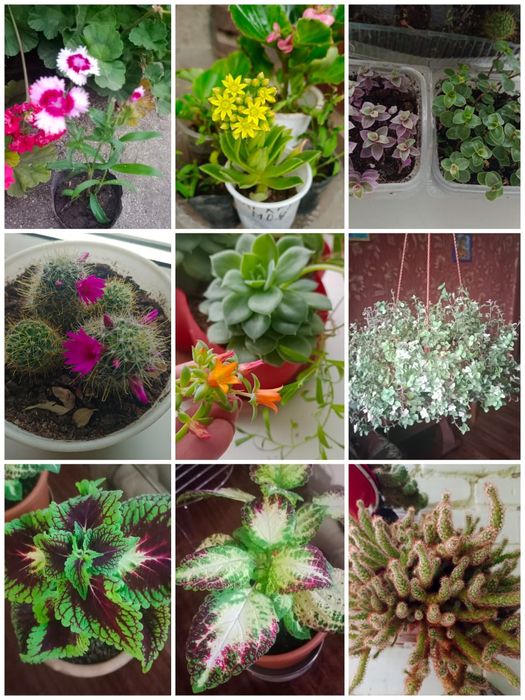 Продам домашнии цветы все цветут