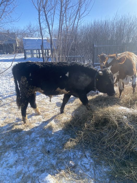 Продаю Быка подсос