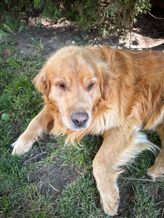 Golden retriever ros