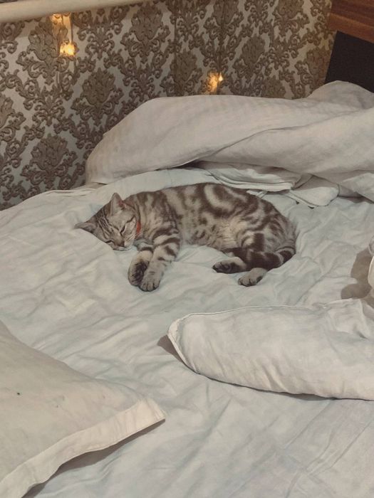 Кошка 2,2 года ловит мышей