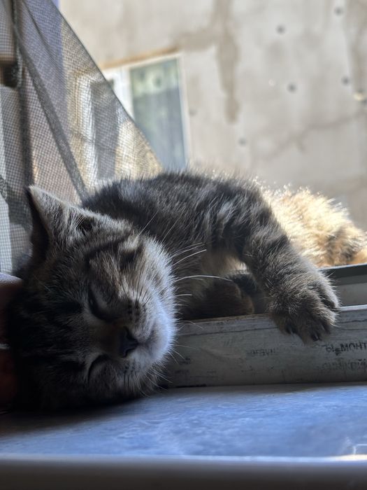 Пристраиваю котенка