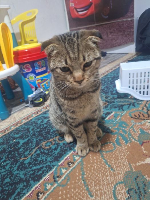 Шотландский вислоухий кот мальчик