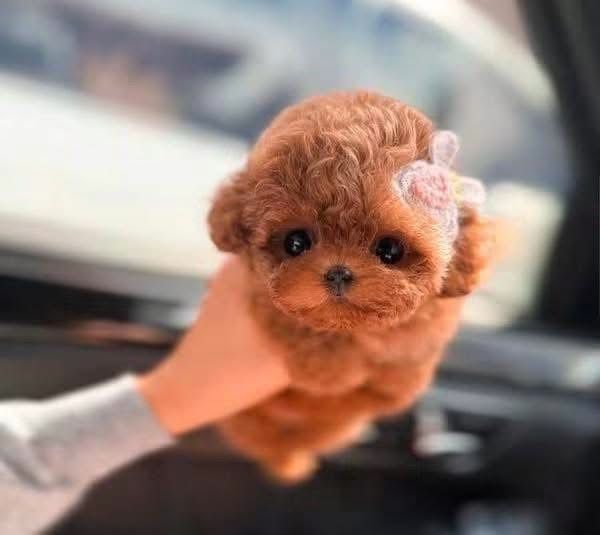 Pudel-Poodle toy mini toy Maltipoo mini toy