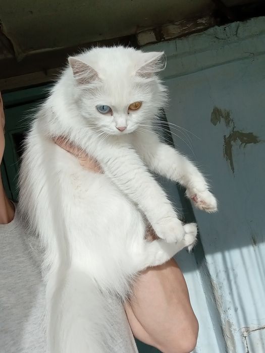 Срочно отдам кошку