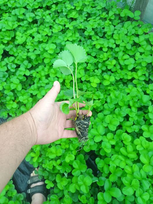 Разсад ягоди  в тарелки