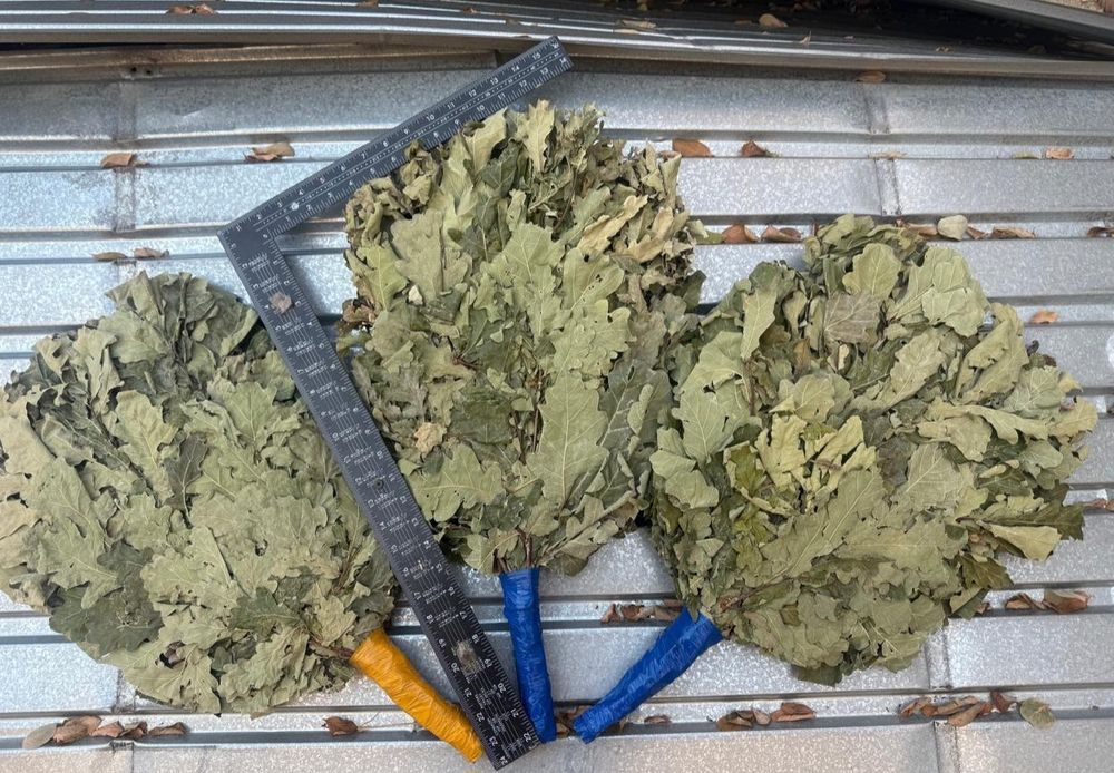 Веники для бани + ДОСТАВКА