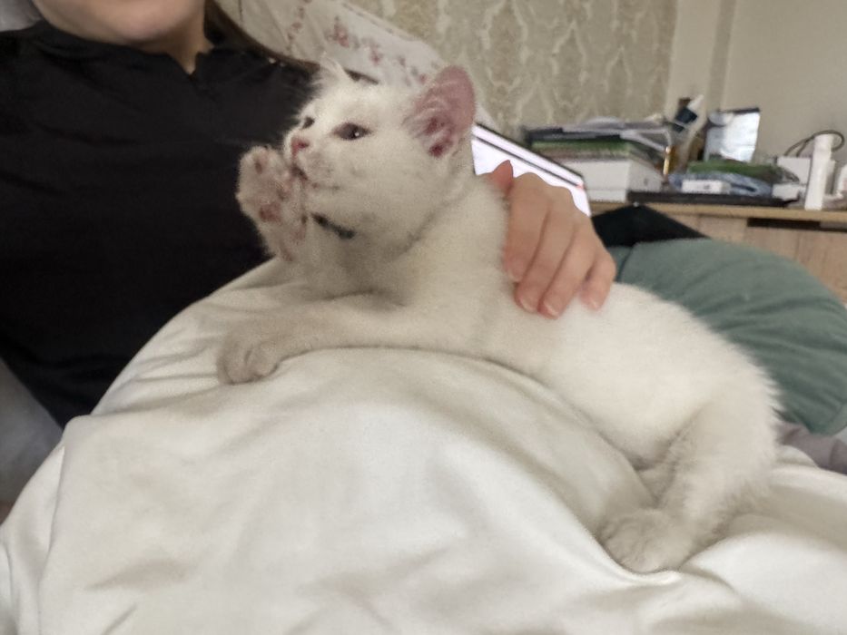 Отдадим котенка в добрые руки