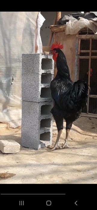 Гигант Кора шахзода тухум ва жужаларига заказ оламиз