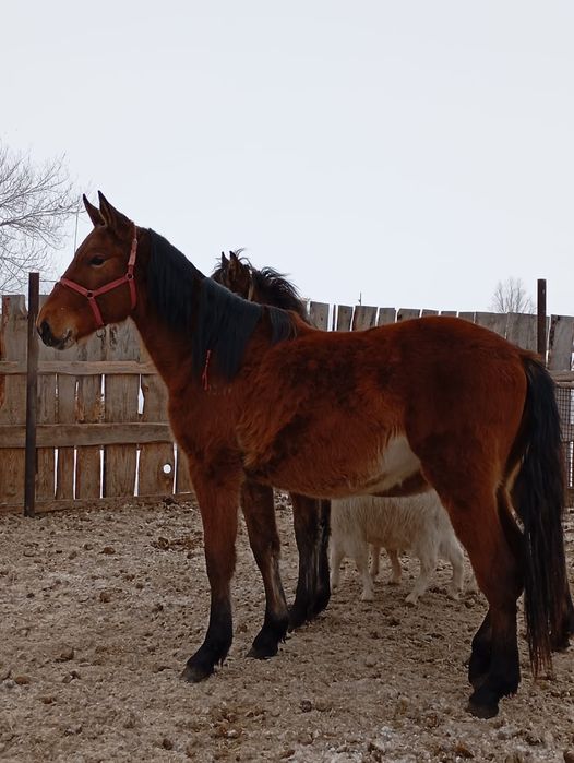 Продам кобылку  или обменяю