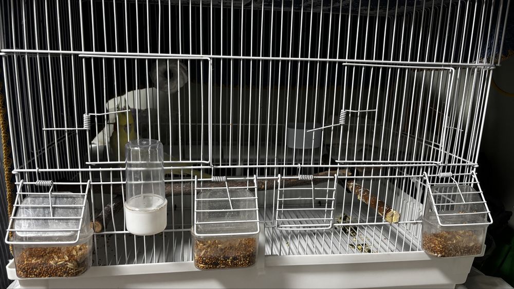 Продам попугая корелла с клеткой