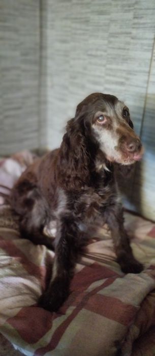 Кокер спаниельку