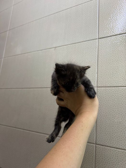 Очаровательные котята ищут дом !